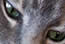 Les beaux yeux du chat Alfred
