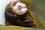 Un furet endormi dans ses couvertures